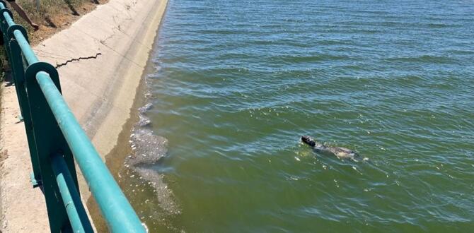 Su Kanalına düşen Köpeği İtfaiye kurtardı