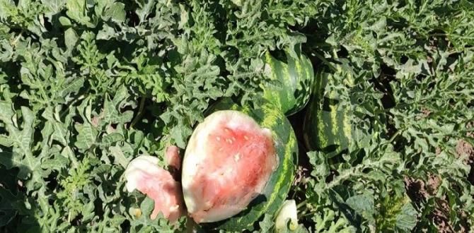 Karpuz Üreticilerinin Domuz Saldırıları ile başı dertte