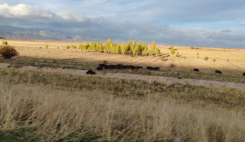 Yiyecek Arayan Domuz Sürüsü Yola Çıktı