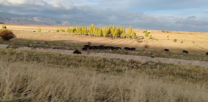 Yiyecek Arayan Domuz Sürüsü Yola Çıktı